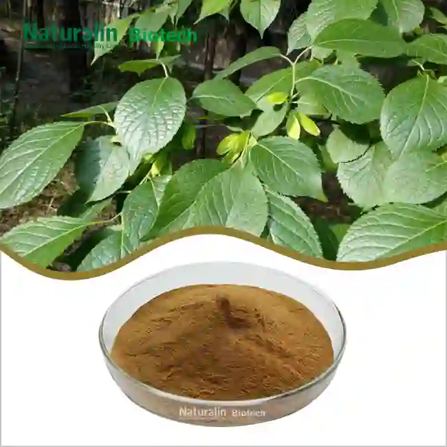 Eucommia Leaves Extract